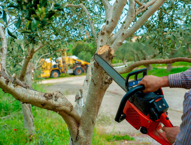 Best Tree Removal Cost  in USA